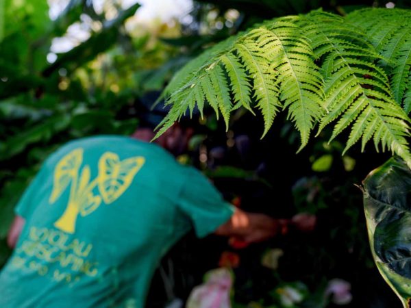 Nearly 20 Years of Landscaping Services Across Hawaiʻi