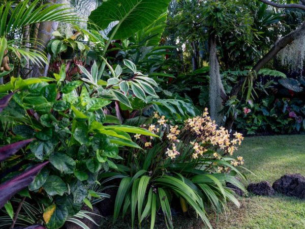 Landscaping Services for Properties of Every Size on Oahu