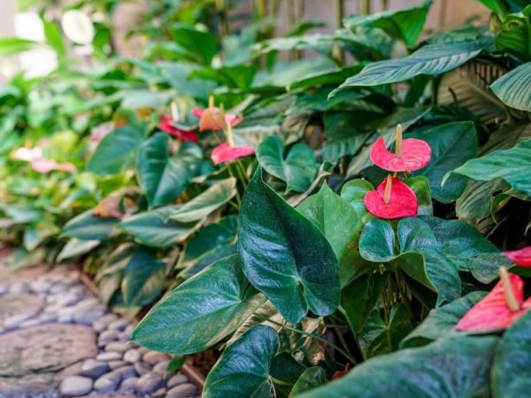 Landscaping Services in Honolulu County: How Professional Landscape Maintenance Protects and Enhances Hawaii Properties