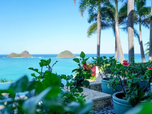 Lawn Care Tips for Hawaii’s Climate: A Homeowner’s Guide for Oahu