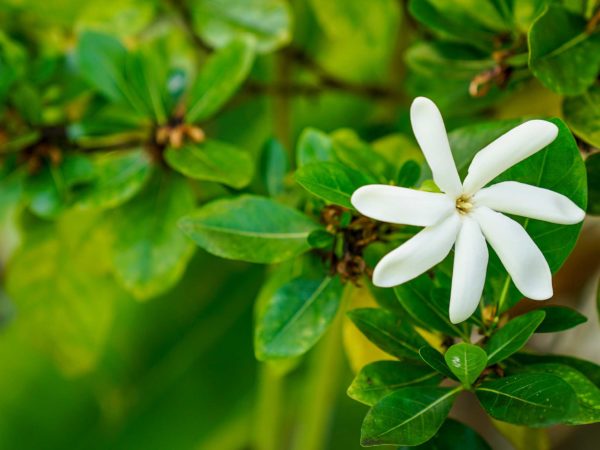 The Best Landscaping Company in Honolulu: Why Homeowners Trust Koʻolau Landscaping