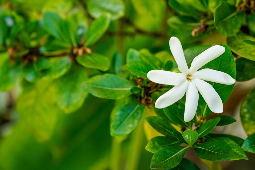 Landscaping Honolulu