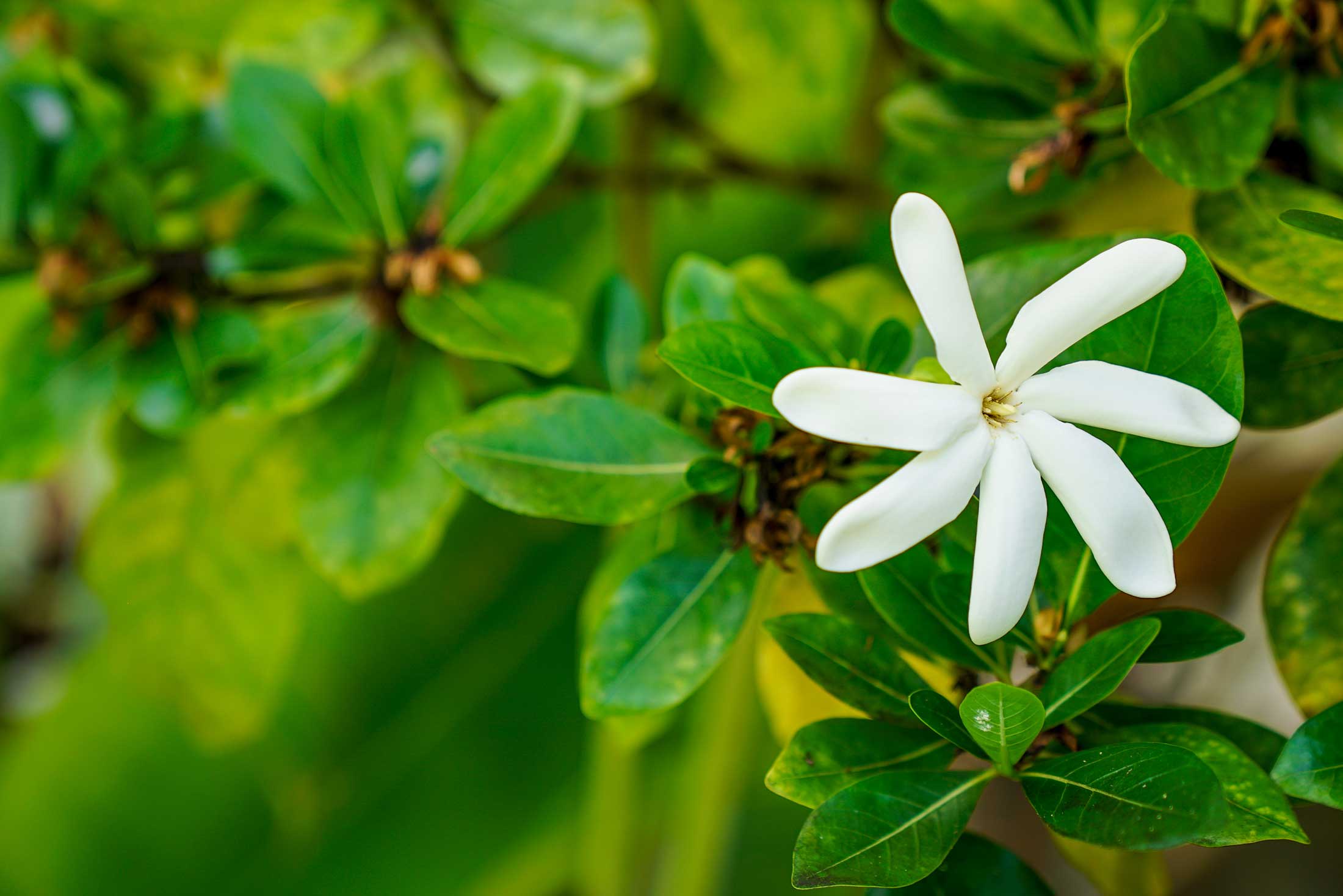 Landscaping Honolulu