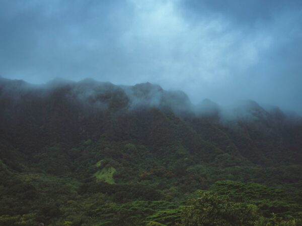 What to Do for Your Landscape After Heavy Rains on Oʻahu