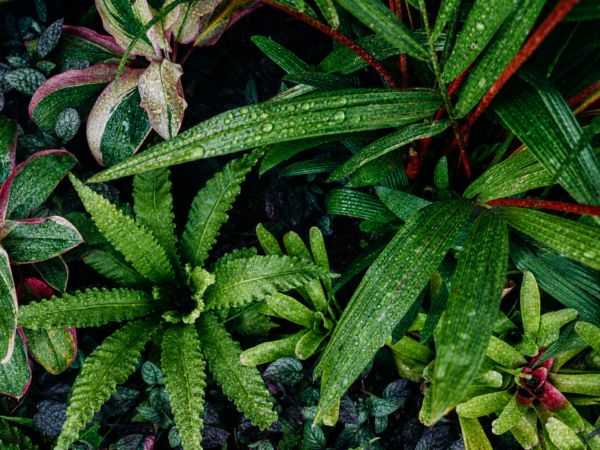 Sprinkler Maintenance in Honolulu: How Regular Service Saves Water and Protects Your Landscape