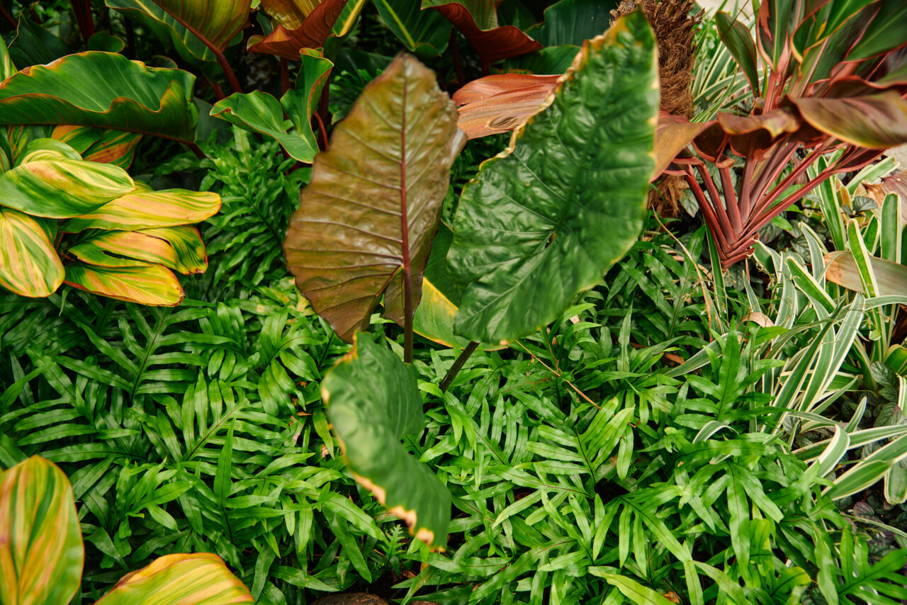 beautiful yard honolulu