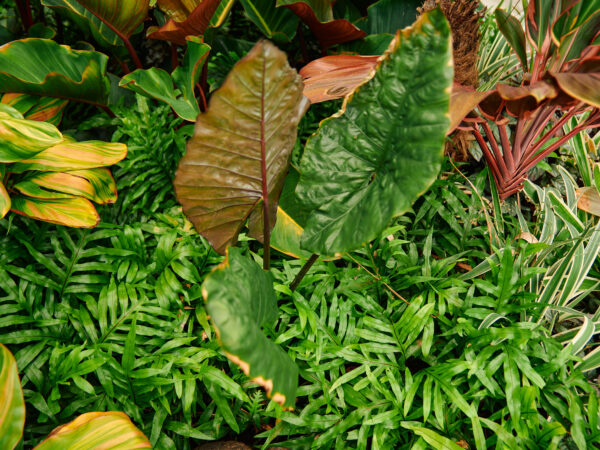 After the Storm: What to Do With Your Yard Once the Weather Clears